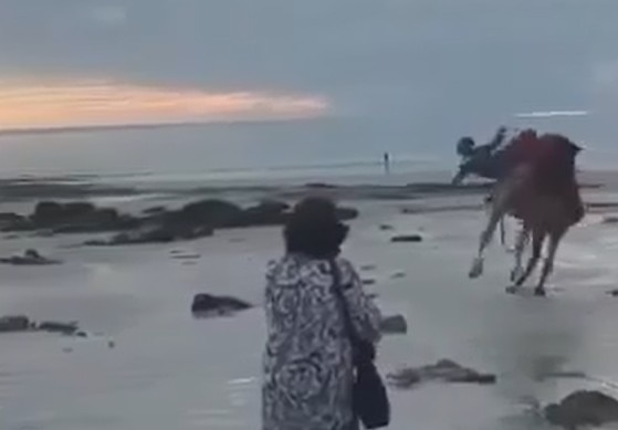 Cable Beach camel bucks tourists off during sunset ride