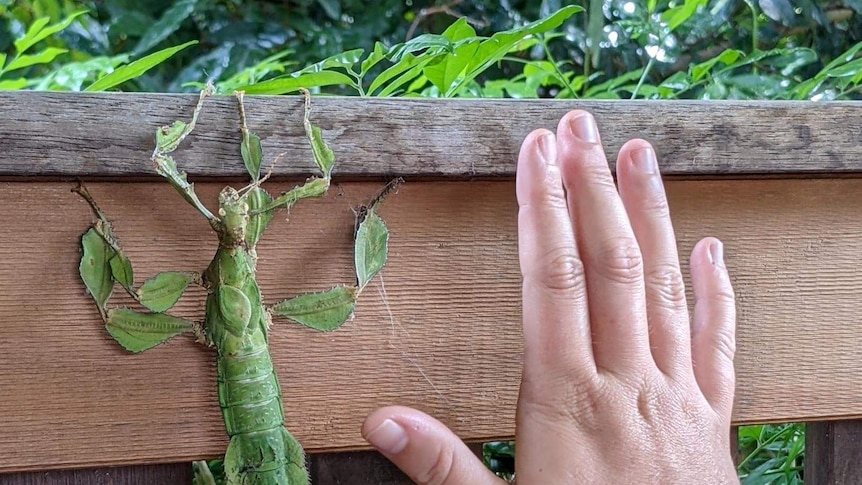 leafy stick insect