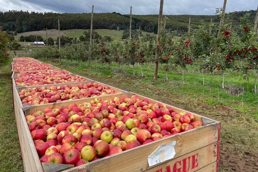 Carts of apples in an orchard