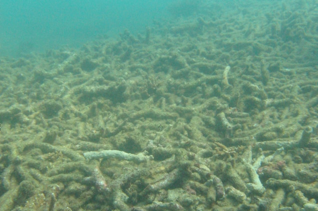 Dead coral near Pelorus Island