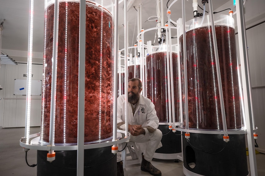 A man with a beard sits next to large cylinders of liquid and red seaweed in a laboratory setting