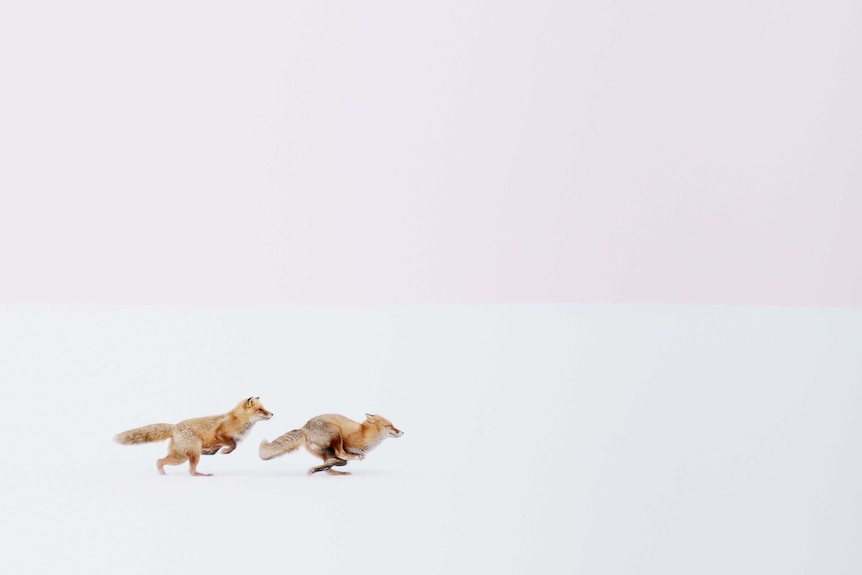 Two foxes run across a plain