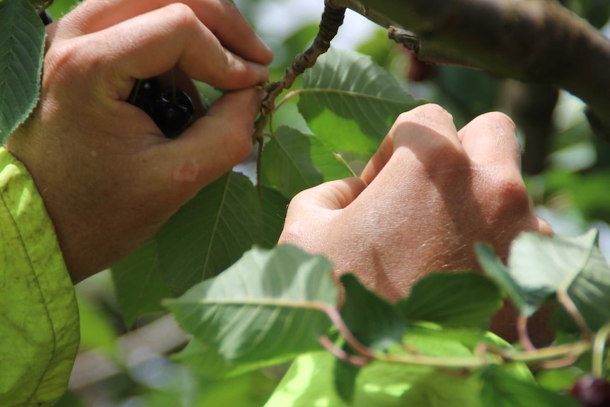 Close-up of hands picking fruit.