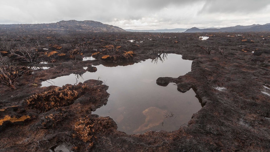 The desolate aftermath of bushfire in Tasmania's WHA