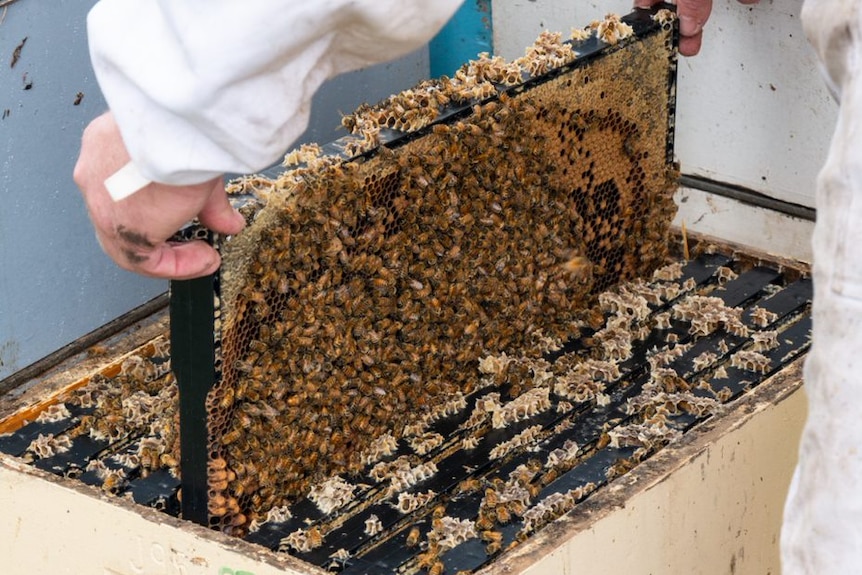 A beekeeper pulling out a tray of bees from a hive