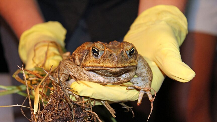 Cane toad up close