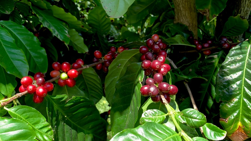 Red coffee cherries ready for picking on a tree.