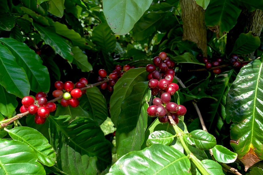 Red coffee cherries ready for picking on a tree.