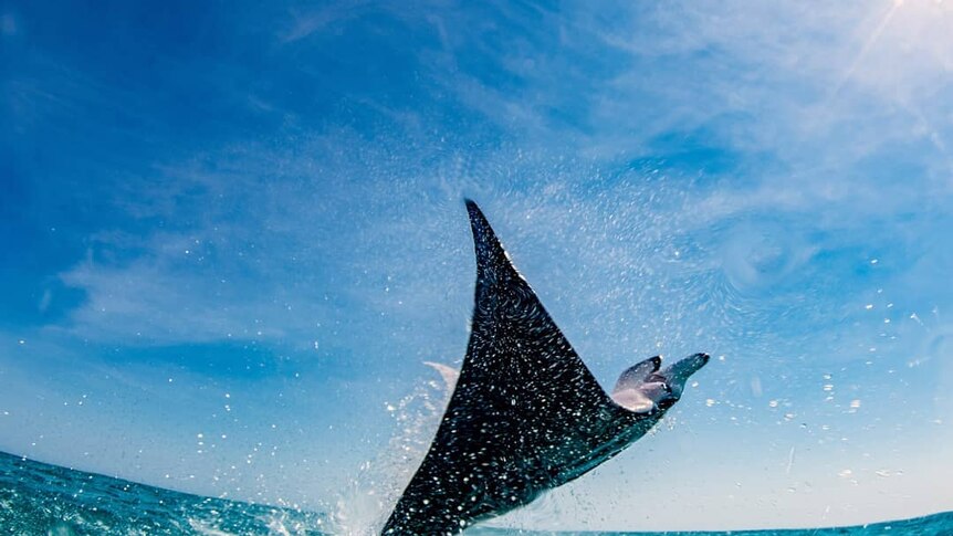 A manta ray breaches the water at Ningaloo Reef.