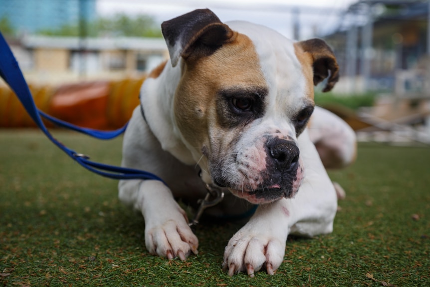 A white dog with brown patch around one eye looks dejected. It is looking slightly away from the camera.