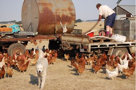A fluffy white maremma dog walking straight ahead surrounded by chickens and a man on a truck