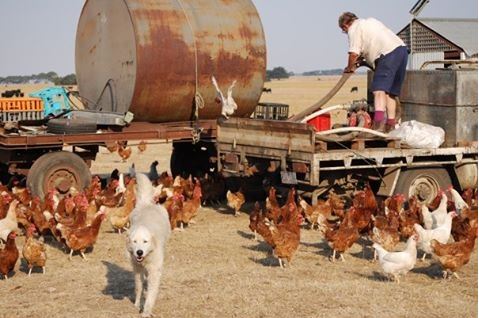 Allan 'Swampy' Marsh and maremma dog chook farm