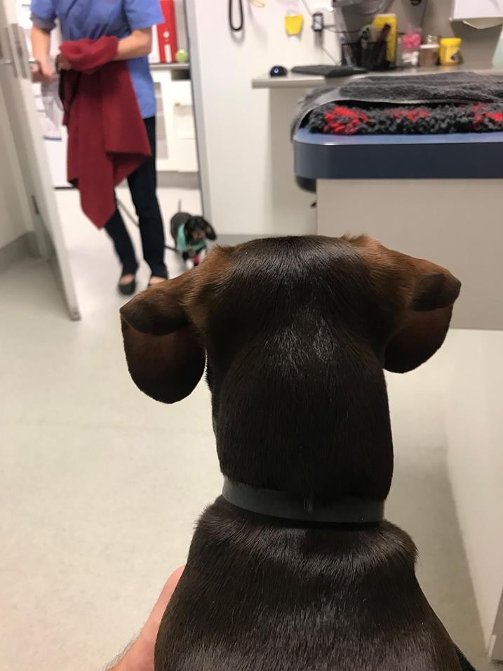 A dog at the vet