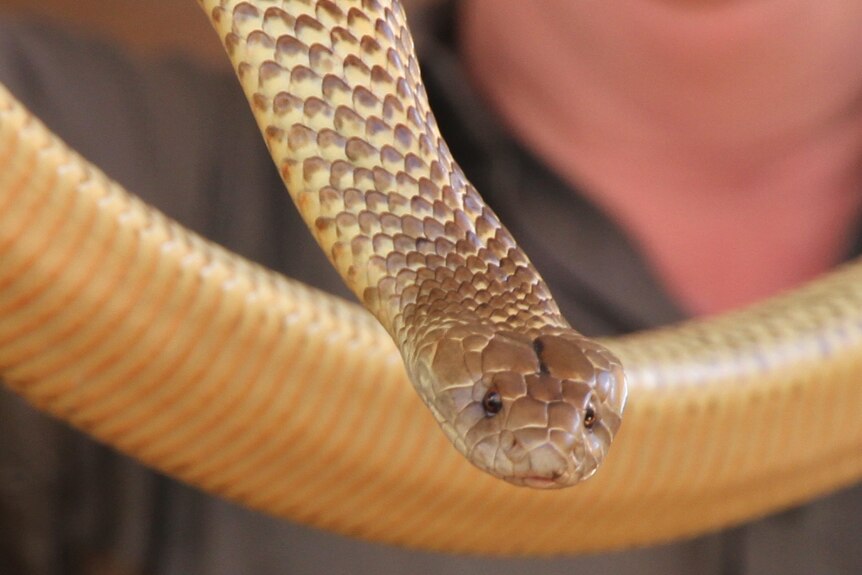 Mulga snakes are highly venomous and are found in Alice Springs.