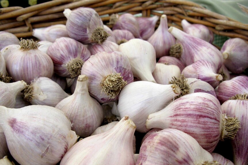Basket of garlic at a farmers market.