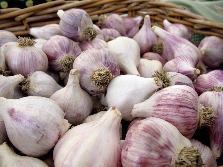 A Newcastle professor says more research is needed to determine the health benefits of garlic