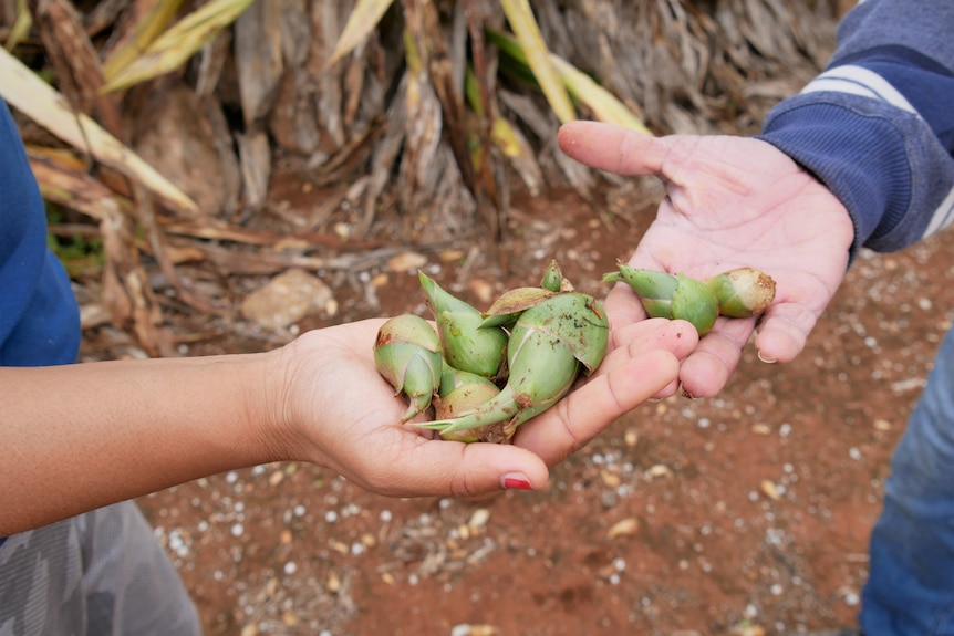 Cactus seeds in hands. 