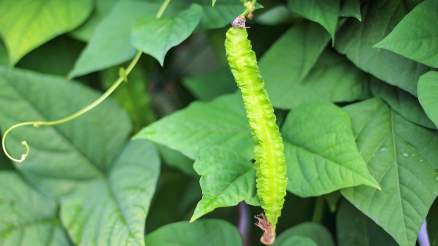 Winged bean/asparagus pea plant.