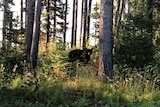 Bear video