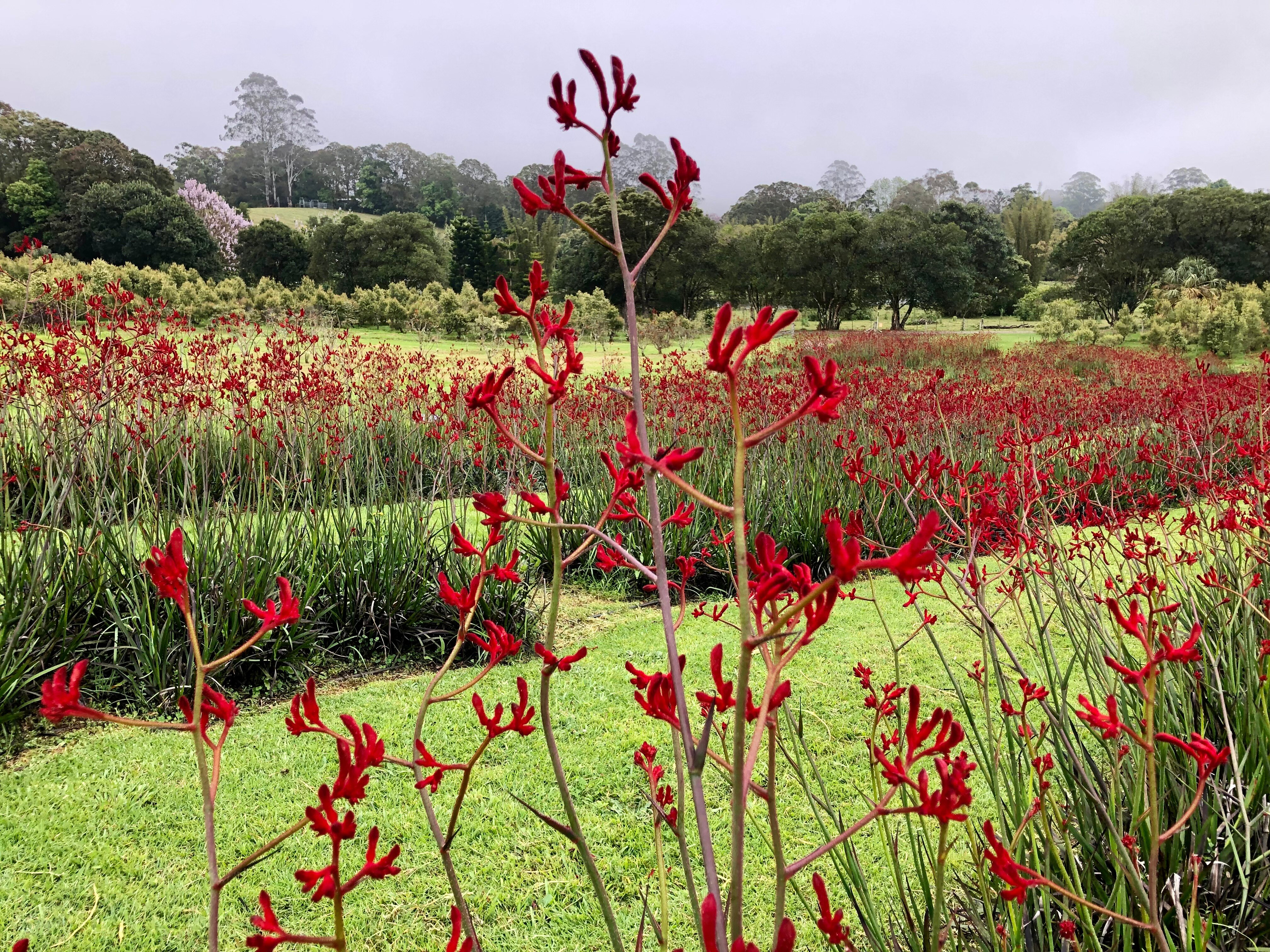 Kangaroo paws used to fight wrinkles as demand booms for vegan