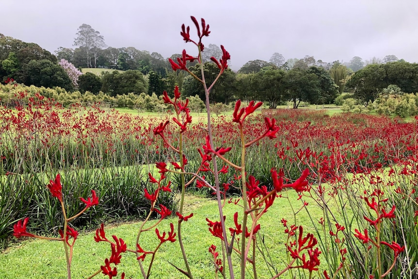 Stunning red kangaroo paw flower with rows of red flowers behind it.