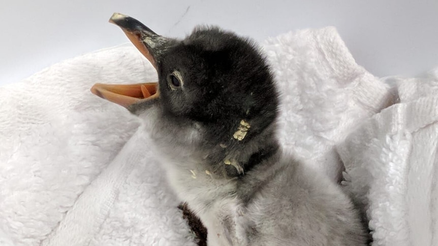 A baby penguin