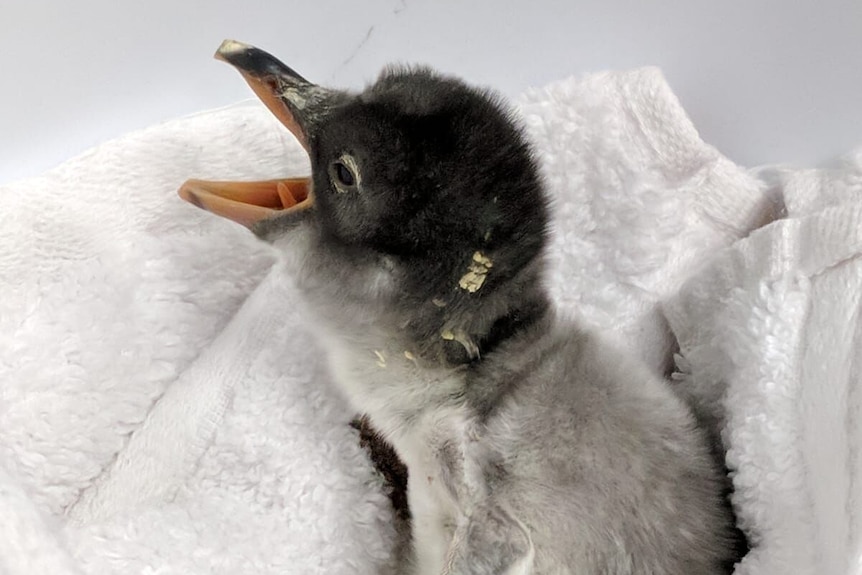 A baby penguin