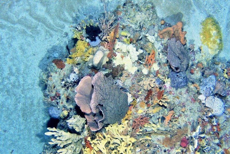 Reef outcrops in the Beagle Commonwealth Marine Reserve