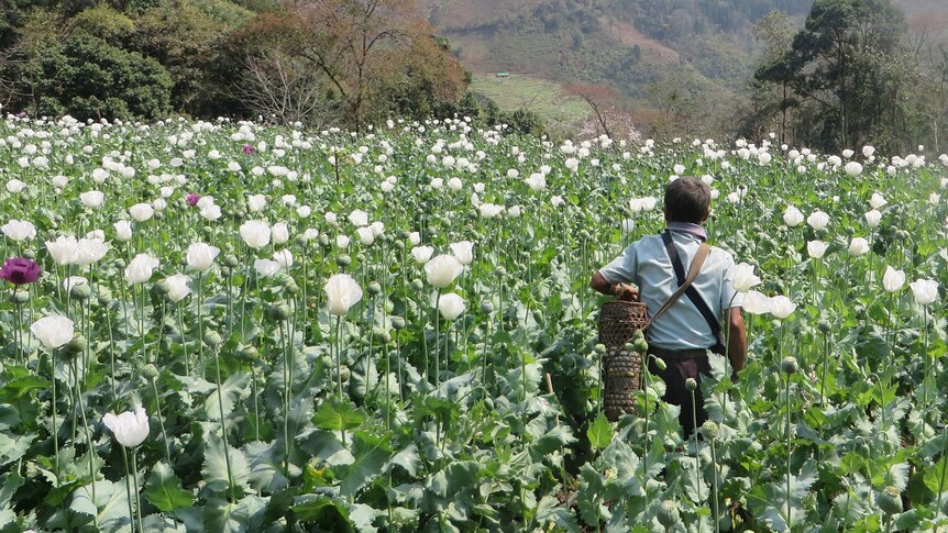 Flowering poppy field in Shan State, Myanmar.