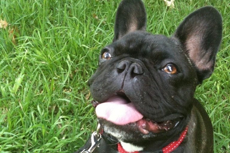 A black French bulldog sits on grass