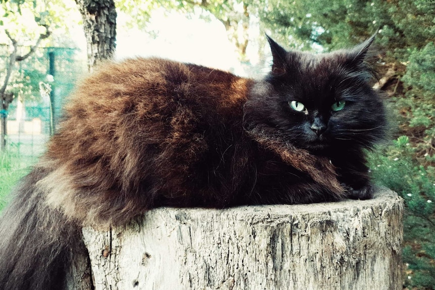cat sitting on a log