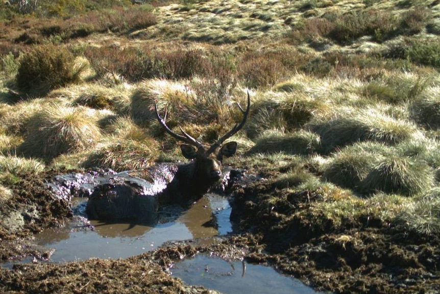 A sambar deer sits in a muddy pond in grassland.