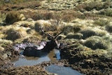 Sambar Deer in the Bogong High Plains