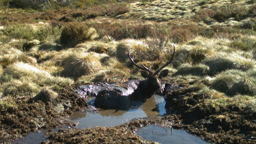 Sambar Deer in the Bogong High Plains