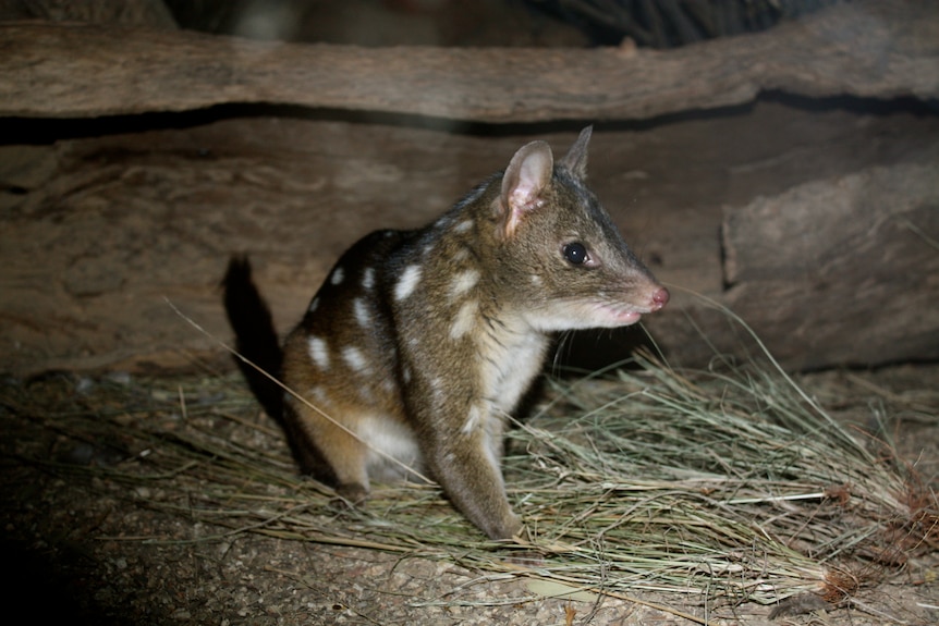 A Western Quoll which is a small, spotty and cute marsupial.