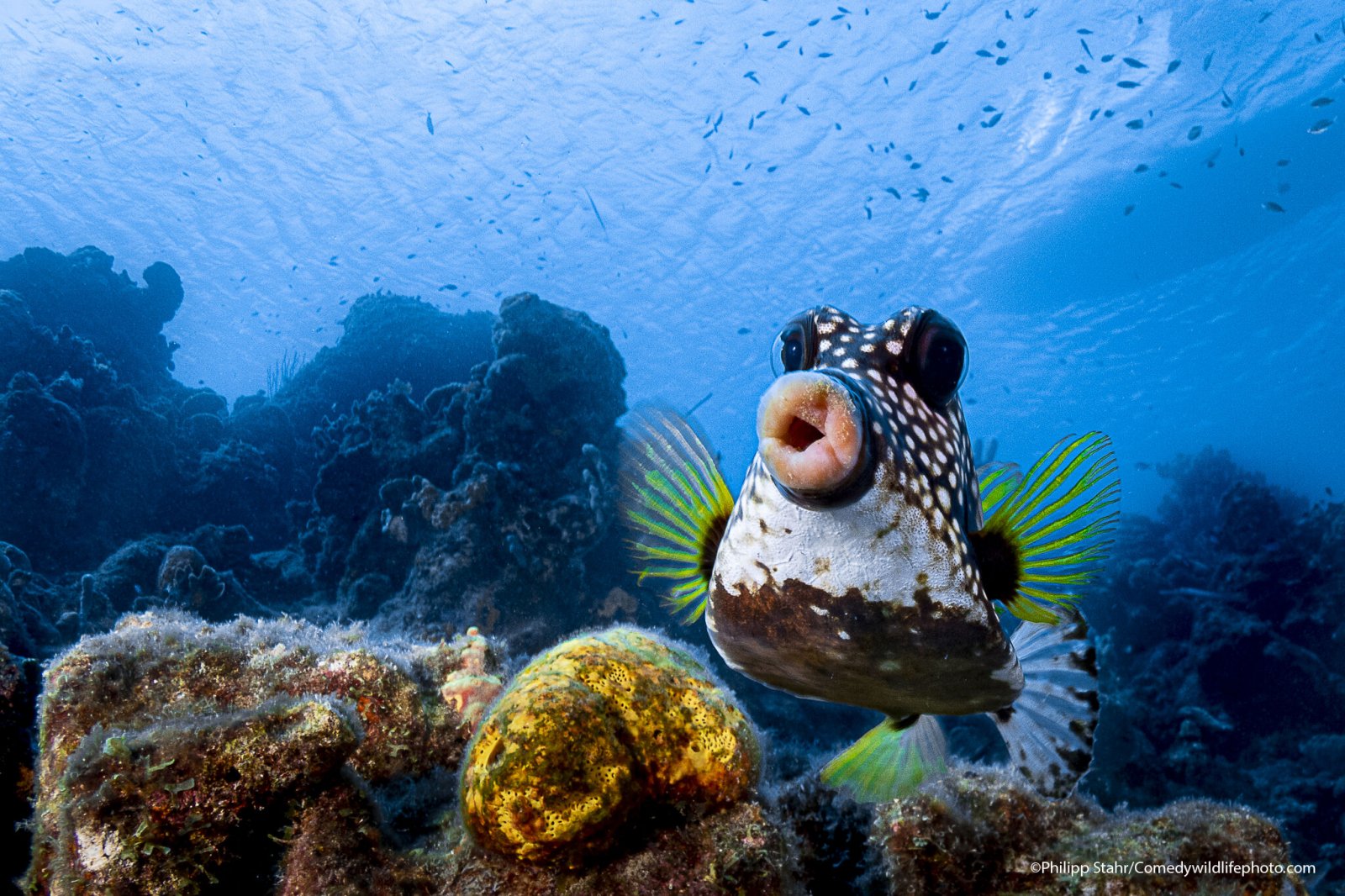 A boxfish off the coast of Curaçao looks like it's pouting for the camera.