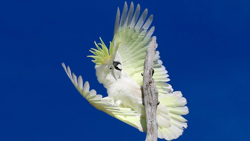 Cockatoo against blue sky