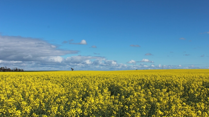 A canola crop near Pinnaroo, SA