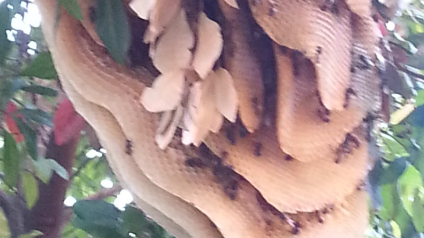 Close shot of a  large beehive partially hidden by leaves.