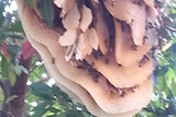 Close shot of a  large beehive partially hidden by leaves.