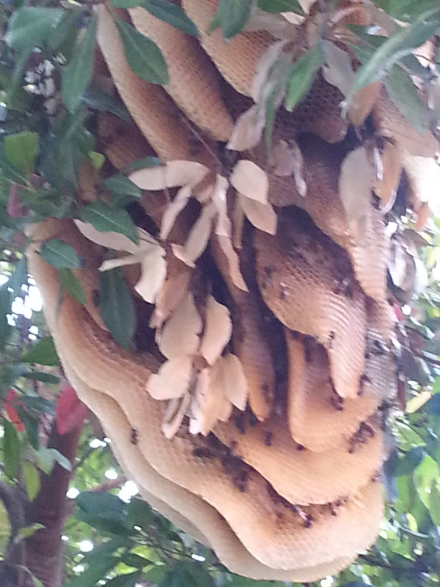 Close shot of a  large beehive partially hidden by leaves.