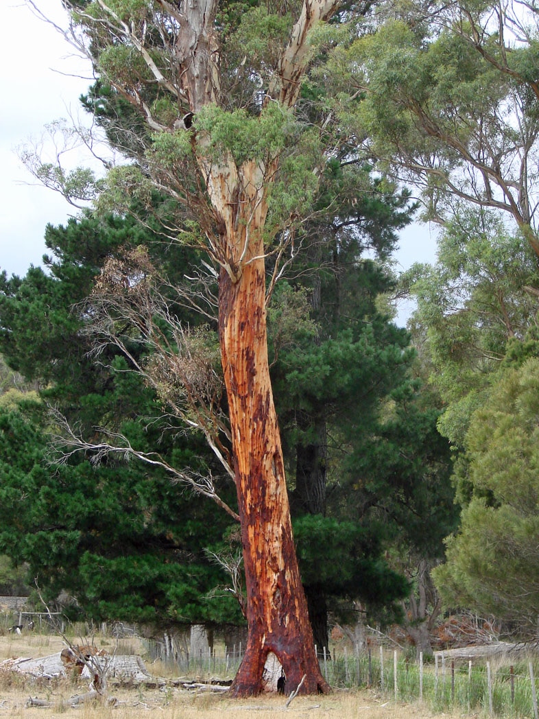 An old isolated ginger-affected tree