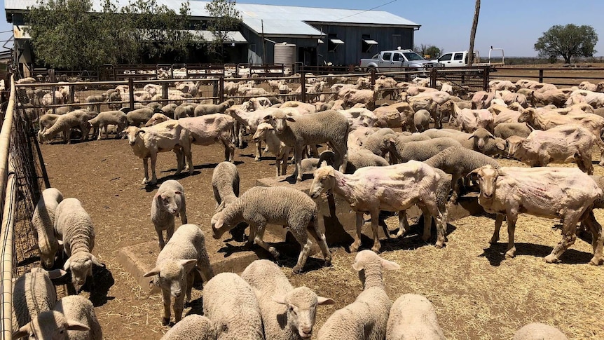 Freshly shorn sheep stand in a paddock