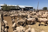 Freshly shorn sheep stand in a paddock