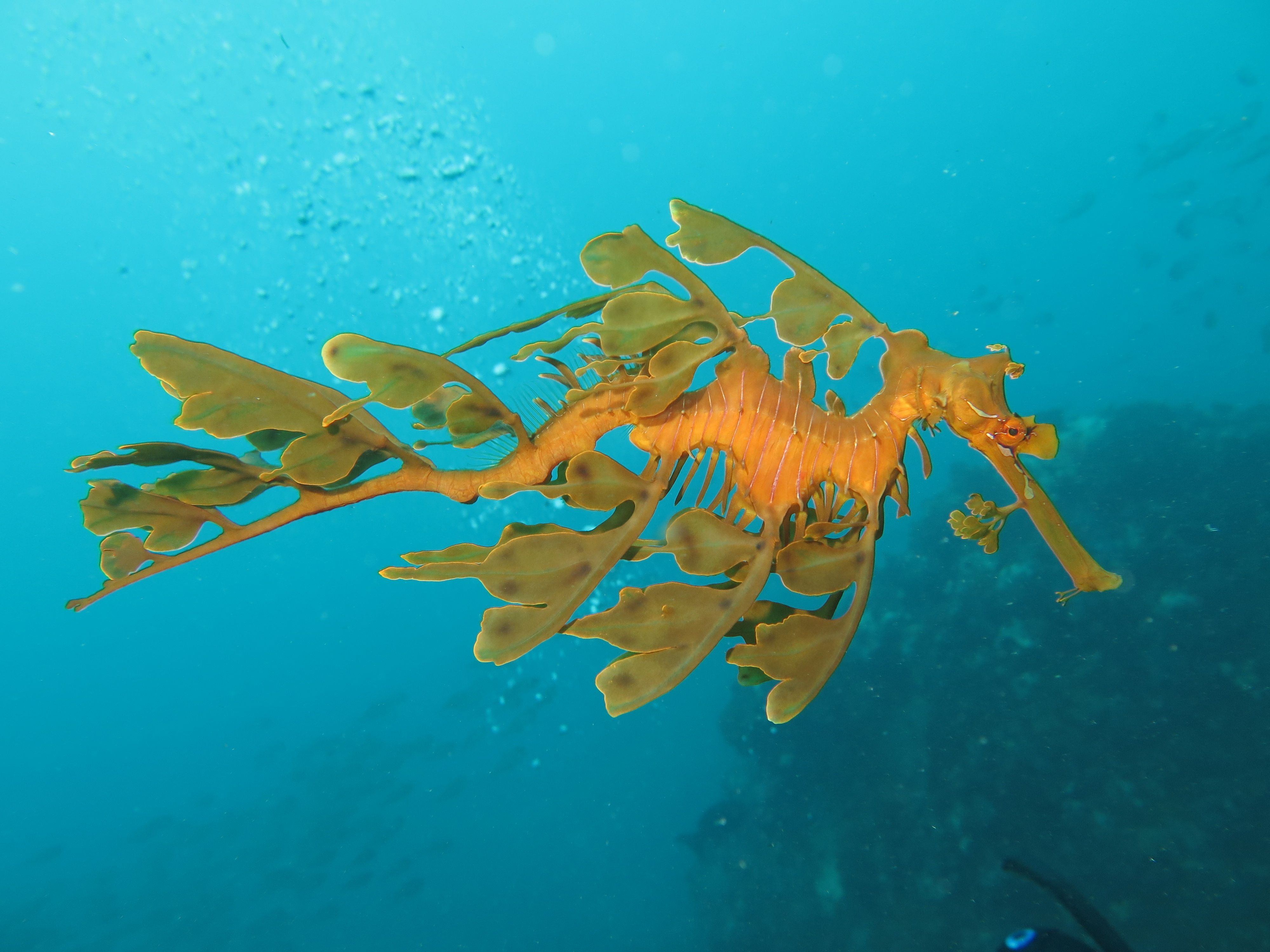 A picture of a leafy dragon - like a sea horse with leafy fins - swimming in blue water. 