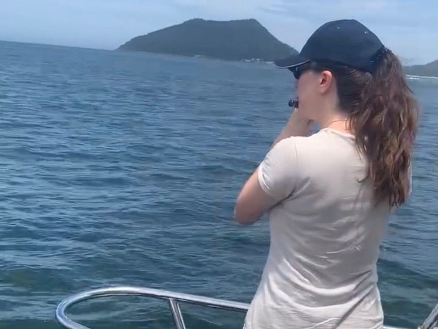 ANU researchers serenading dolphins in attempt to understand if music ...