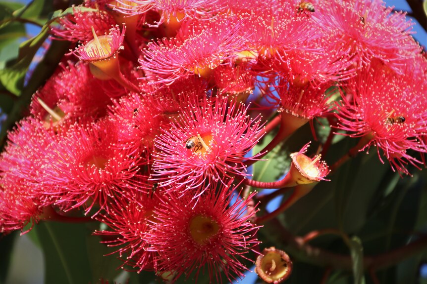 Close up of red gum blossoms with bee