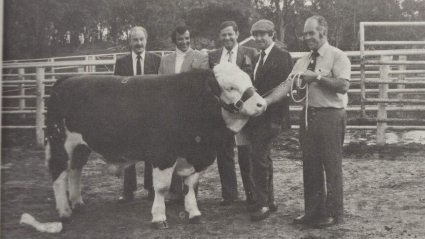 Harry M Miller with Simmental breeders and Tasman Uranus bull.
