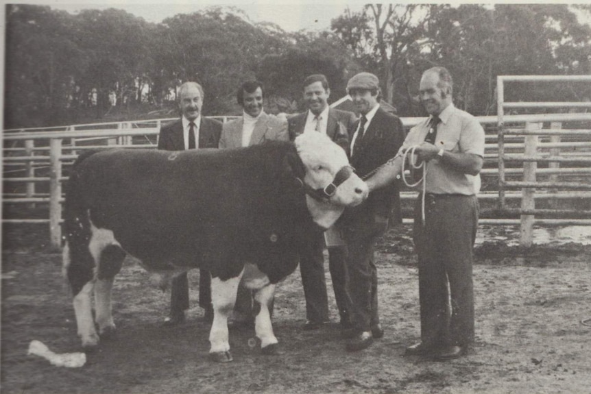 Harry M. Miller with Simmental breeders and Tasman Uranus bull.