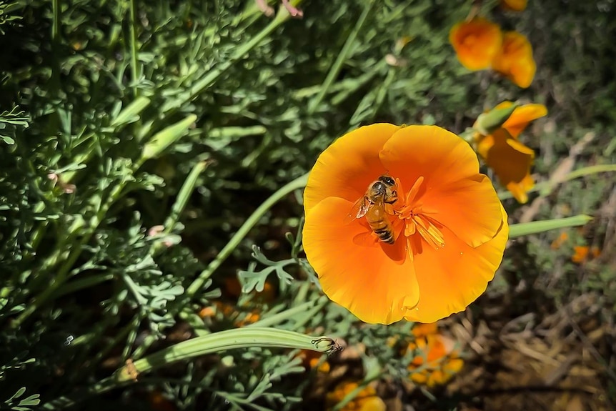A close-up of a bee on an orange flower